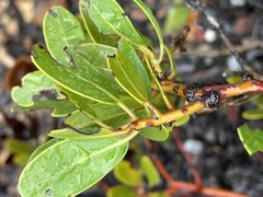 Arctostaphylos insularis