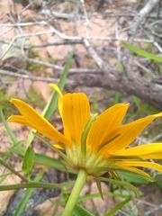 Verbesina longifolia