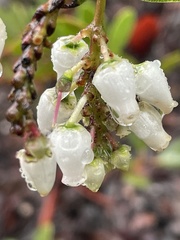 Arctostaphylos insularis