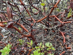 Arctostaphylos insularis