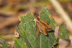 Synapte pecta