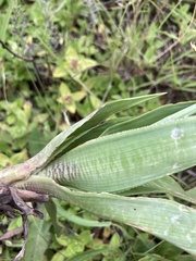 Ledebouria marginata