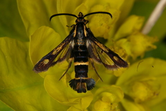 Chamaesphecia nigrifrons