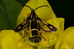 Chamaesphecia nigrifrons