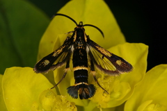 Chamaesphecia nigrifrons