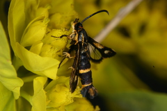 Chamaesphecia nigrifrons
