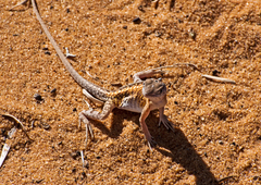 Chalarodon madagascariensis