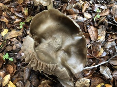 Entoloma ferruginans