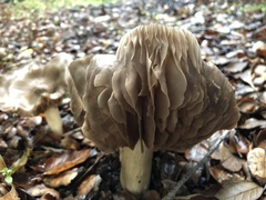 Entoloma ferruginans