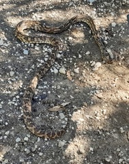 Trimorphodon quadruplex