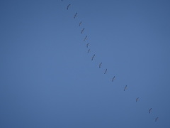 Grus grus