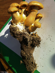 Gymnopilus subspectabilis