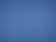 Grus grus
