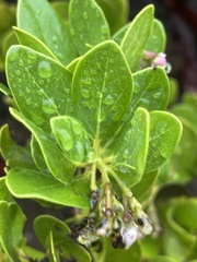 Arctostaphylos insularis