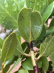 Arctostaphylos insularis