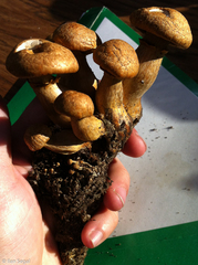 Gymnopilus subspectabilis