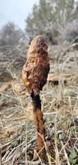 Podaxis