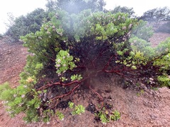 Arctostaphylos insularis