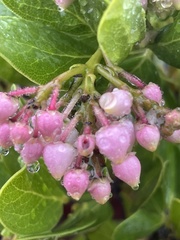Arctostaphylos insularis