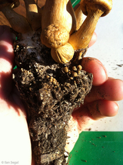 Gymnopilus subspectabilis