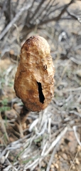 Podaxis