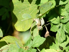 Anolidae