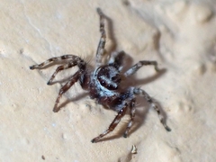 Menemerus