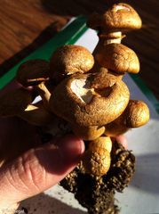 Gymnopilus subspectabilis