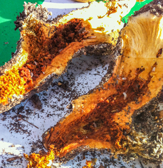 Gymnopilus subspectabilis