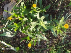 Calendula arvensis