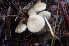 Marasmius albogriseus