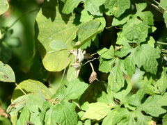 Anolidae