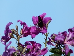 Battus polydamas