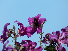 Battus polydamas