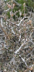 Coleogyne ramosissima
