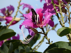 Battus polydamas