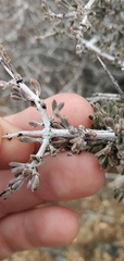 Coleogyne ramosissima