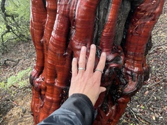 Arctostaphylos insularis