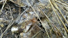 Lycosoides coarctata