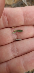 Coleogyne ramosissima