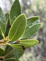 Arctostaphylos insularis