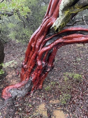 Arctostaphylos insularis