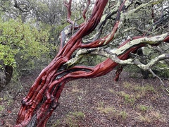 Arctostaphylos insularis