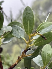 Arctostaphylos insularis