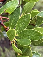Arctostaphylos insularis