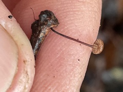 Collybiopsis quercophila