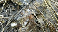 Lycosoides coarctata