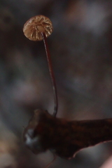 Collybiopsis quercophila