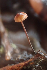 Collybiopsis quercophila