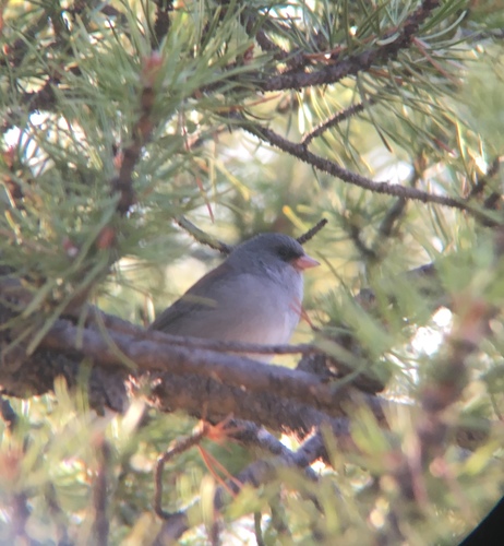Dark-eyed Junco photographed in Utah